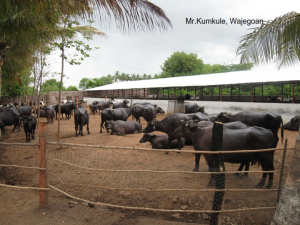 DairyFarmifMrKumkule_Wajegoan_001