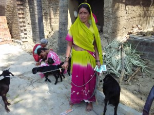 Fig1: Rural goat husbandry in India by small farmers