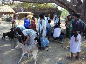 Figure 4: Vaccination of goat with PPR vaccine