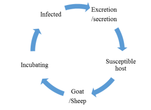 Transmission Cycle of PPR virus