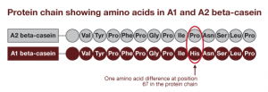 var-protein-chain