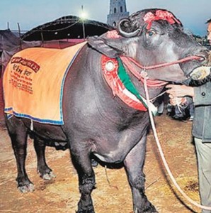 Raju - Another award winning Murrah buffalo bull ( Source: India Today )