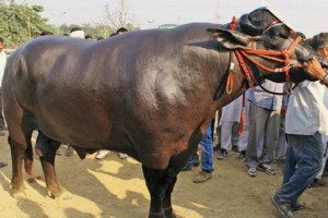 Yuvraj - The Murrah buffalo bull ( Source TOI ) 