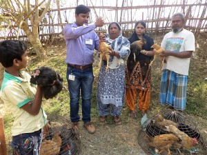 Administration of de-wormer to enrolled village chicken