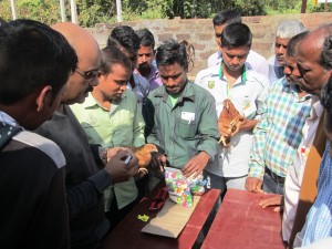 Practice session on identifying study chicken