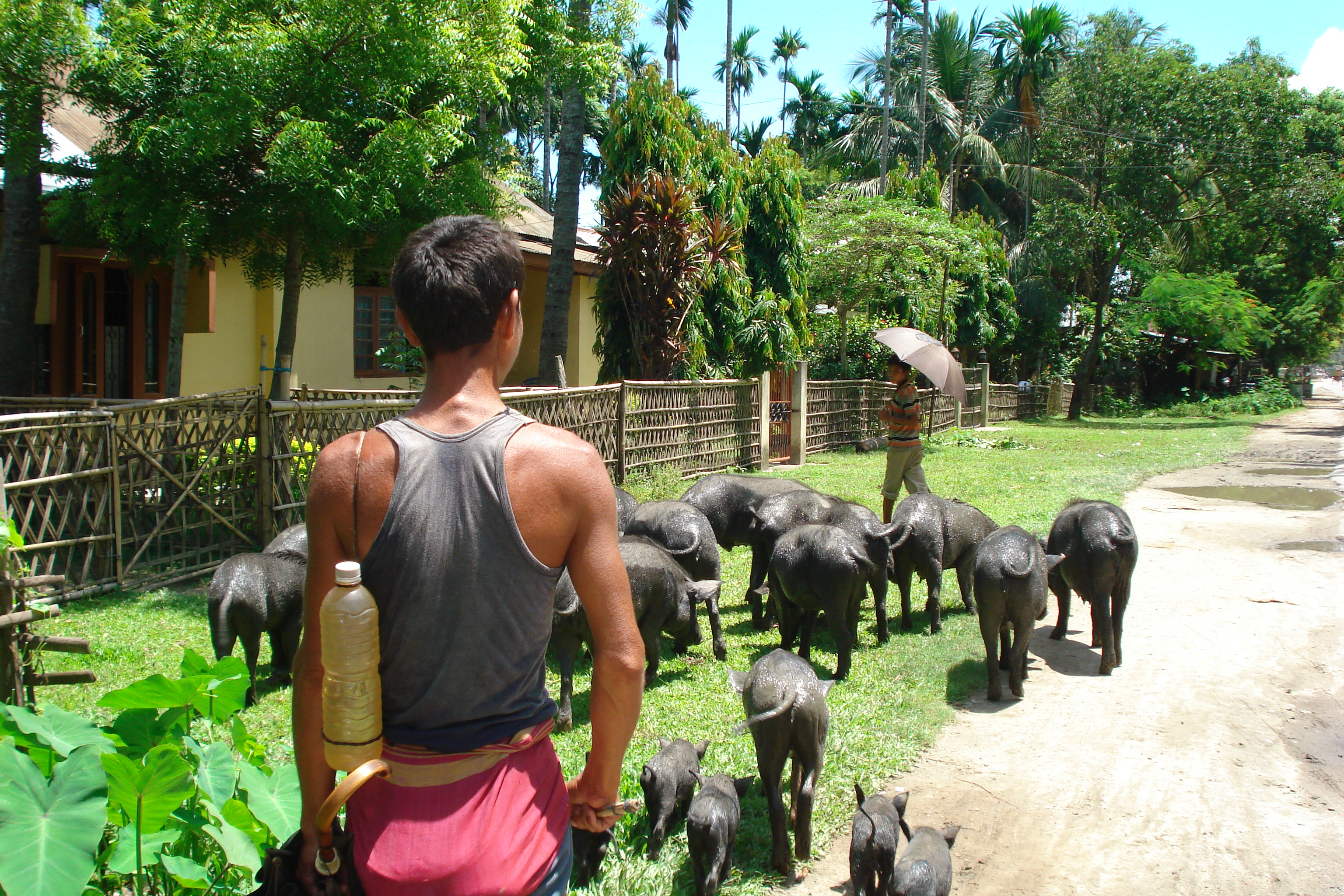 Livestock Sector Development in Assam 