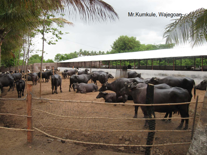 Starting a Dairy Farm in India